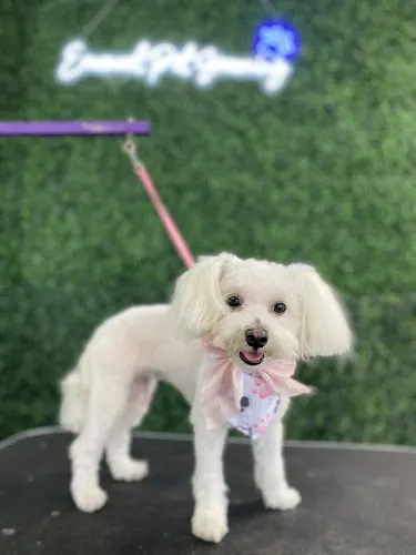 Emanuel Pet Grooming - Image 1