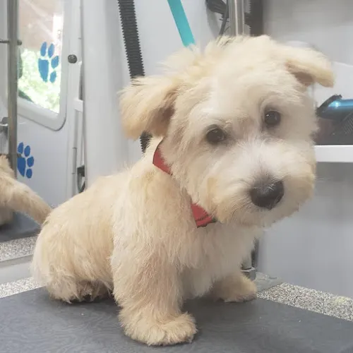 Luxe Mobile Pet Spa, llc - Image 1