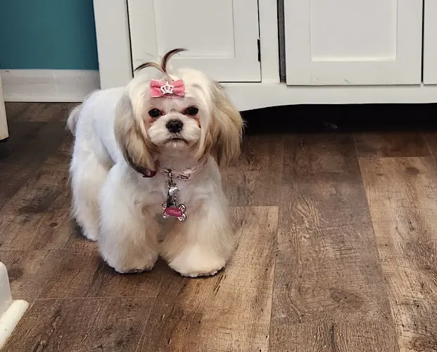 Head to Tail Grooming, LLC - Image 1