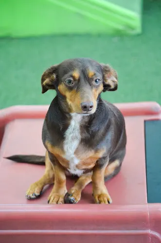 Bayside Pet Resort - Image 1