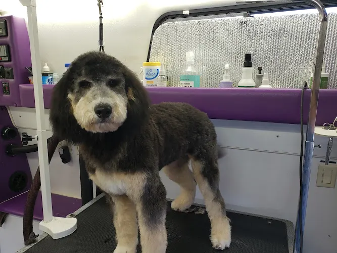 All Fur Dogs Mobile Pet Grooming - Image 1