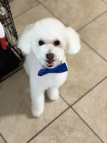 Vetmo Mobile Grooming - Image 1