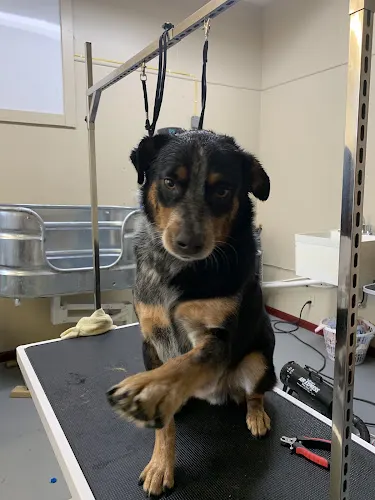 Waggin’ Wonders Grooming and Boarding LLC - Image 1
