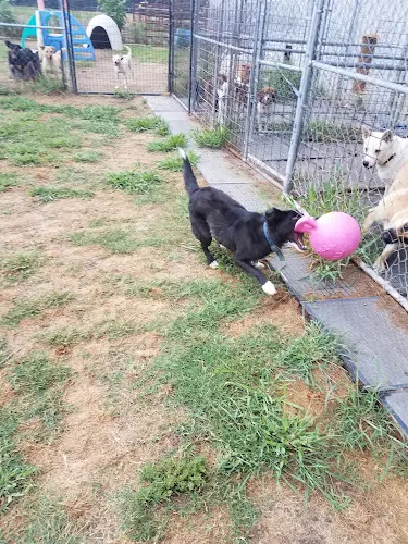 Doggie Day Spa in Wills Point, TX