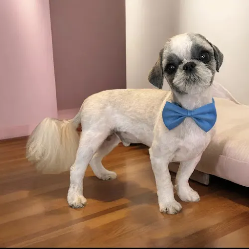 Handcrafted Pet Spa - Image 1
