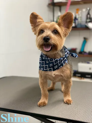 Adorable Paws Dog Grooming Salon - Image 1