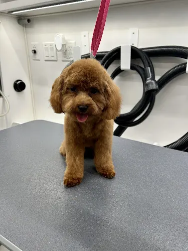 Vanessa's Pretty Pups Mobile Grooming - Image 1