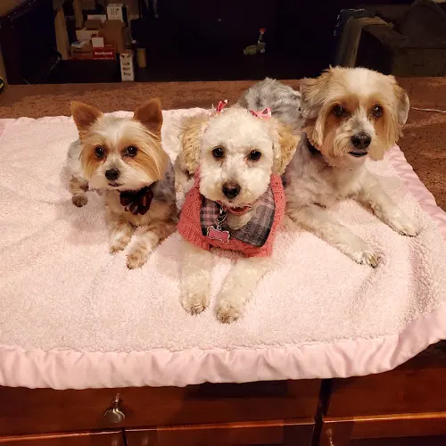 Goin' Groomin' and All American Academy Of Dog Training, Inc. in Phoenix, AZ