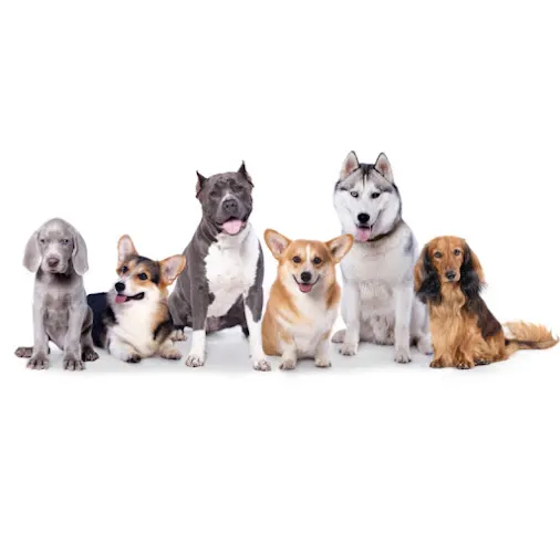 Mobile Pet Grooming Miami Beach - Image 1