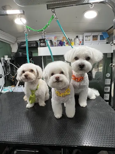 Kushs Grooming Parlor Mobile Service - Image 1