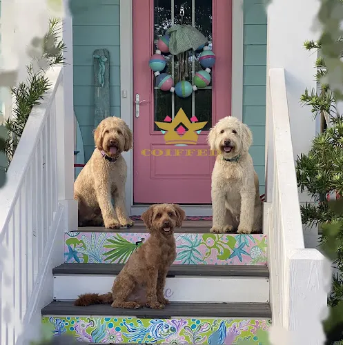 Coiffed Dog Grooming - Image 1