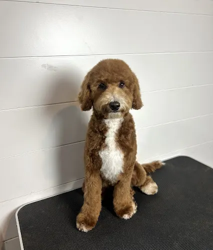 Paws Palace Dog Grooming - Image 1