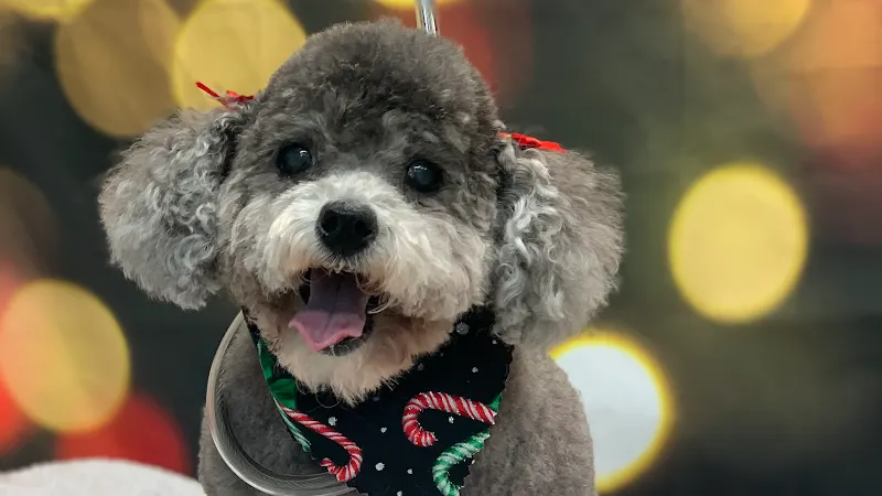 Spa 4 Paws Mobile Grooming - Image 1