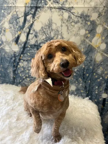 Mutts Mansion - Dog Grooming, Day Care, Boarding - Image 1
