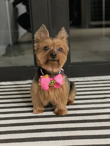 4 Paws Mobile Dog Grooming - Image 1