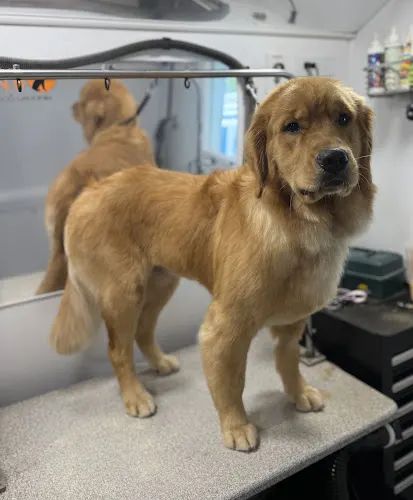 Furry Land Mobile Pet Grooming Wilmington - Image 1