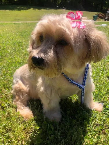 Happy Wags Bone-Afide Boarding & Grooming Facility LLC - Image 1