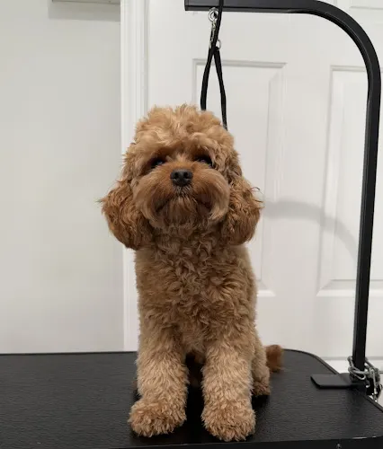 Bites & Paws Pet Grooming | Dental & CPR Training in Weston, FL