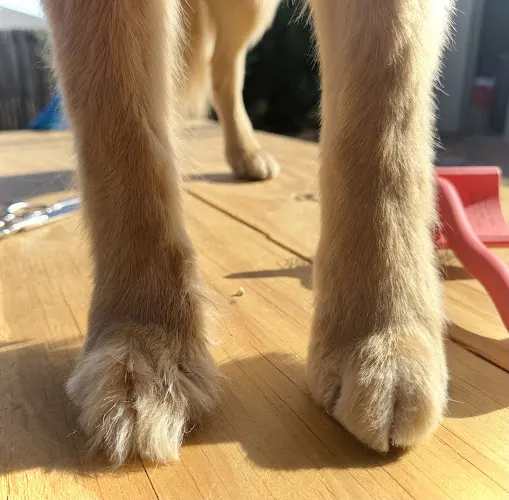 Tippy Taps Mobile Pet Nail Trimming in Oklahoma City, OK