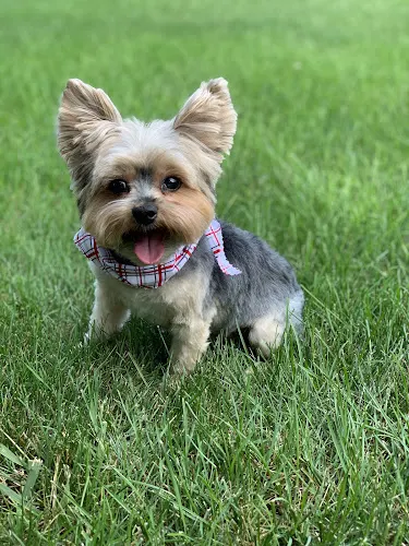 Bark Avenue Pet Grooming Salon - Image 1