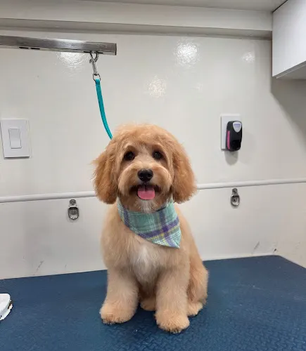 The Barking Spa Mobile Pet Grooming - Image 1