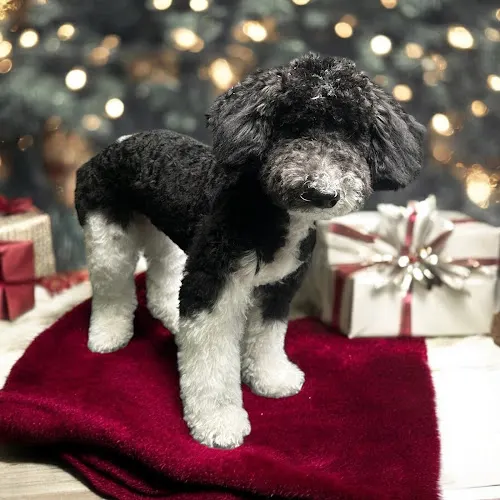 Punkin and Pals Pet Styles, LLC - Image 1