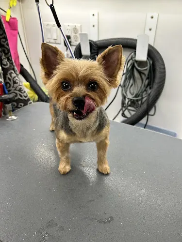 Bath Mobile Dog Grooming - Image 1