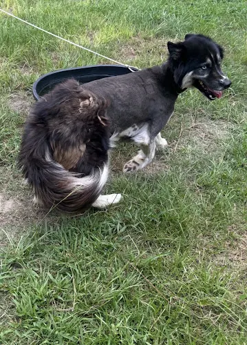 Barks N Bubbles Mobile Spa LLC - Image 1