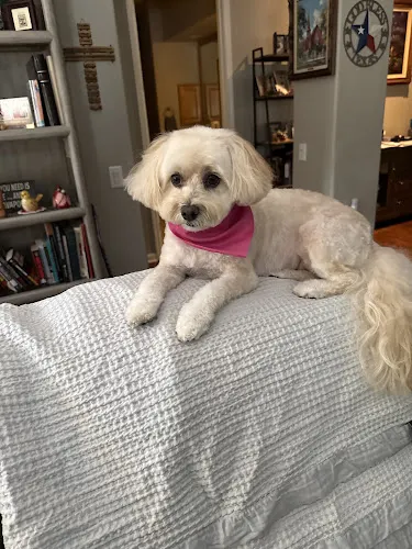 The Pooch Pawlor - Image 1