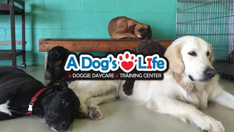 A Dog's Life: Dog Daycare +Training - Image 1