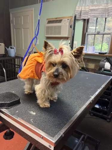La Bella Vida Pet Salon in Waynesville, OH
