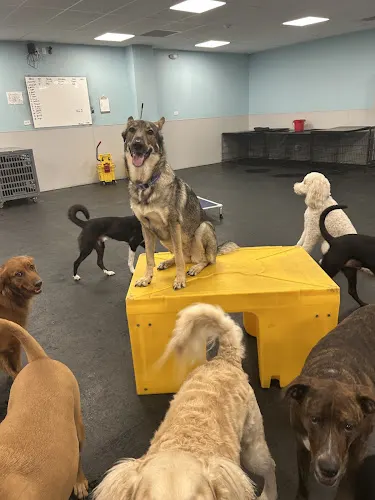 Dogtopia of Jacksonville - Beach Blvd in Jacksonville, FL