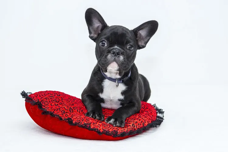 Mobile Pet Grooming Plantation - Image 1