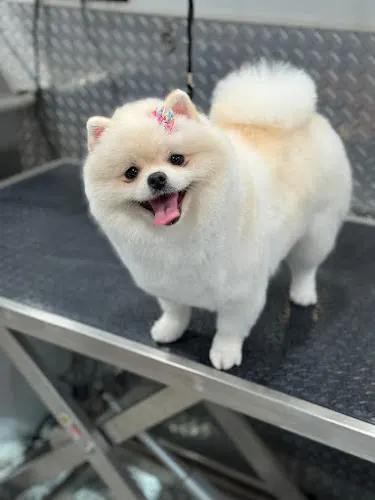 Mobile Pet Grooming Miramar - Image 1