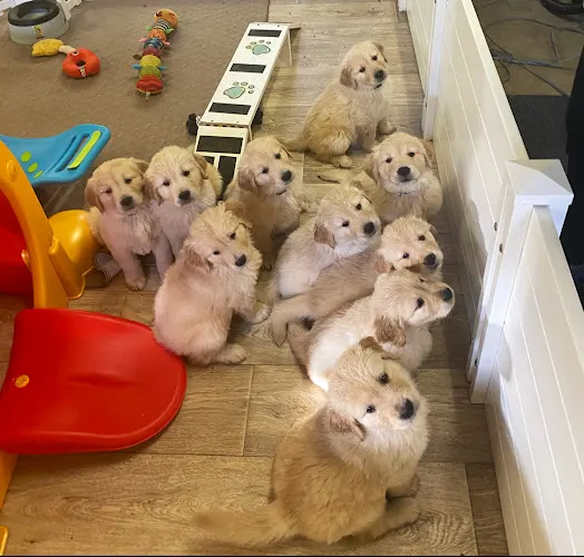 Wyoming Golden Retrievers & All Breed Boarding - Image 1