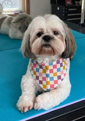 Betsy's Dog Grooming - Image 1