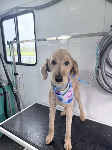 Paws & Manners Dog House Mobile Dog Grooming & Training - Image 1