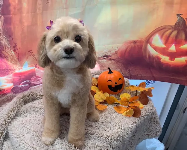 A Bubbly Tail Mobile Pet Spa - Image 1
