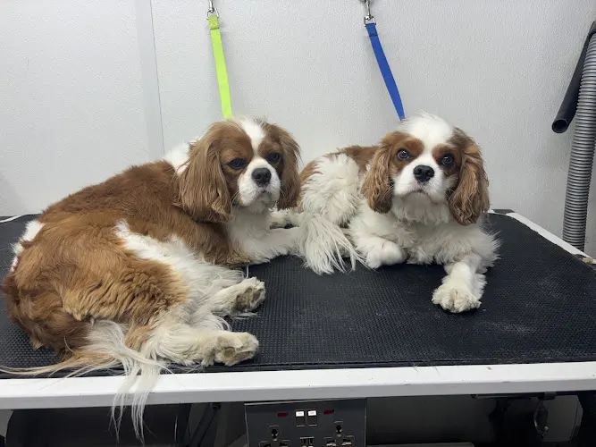 Mick’s Mobile Grooming - Image 1