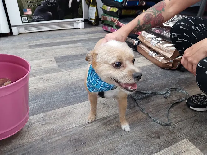 Paws Fur Love Mobile Grooming - Image 1
