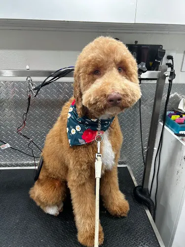 Mobile Pet Grooming Bal Harbour - Image 1