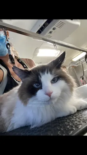 Yellowstone Mobile Cat Grooming - Image 1
