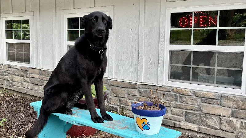 Top Dog USA - Image 1