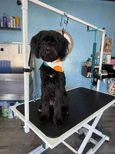 Angel's Paws Spa - Image 1