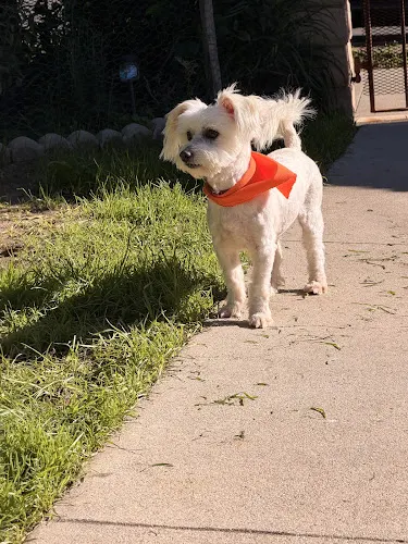 Sylmar Grooming in Sylmar, CA