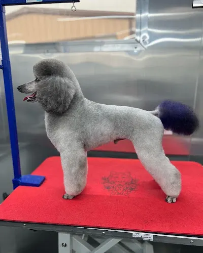 Indigo Pet Grooming LLC - Image 1