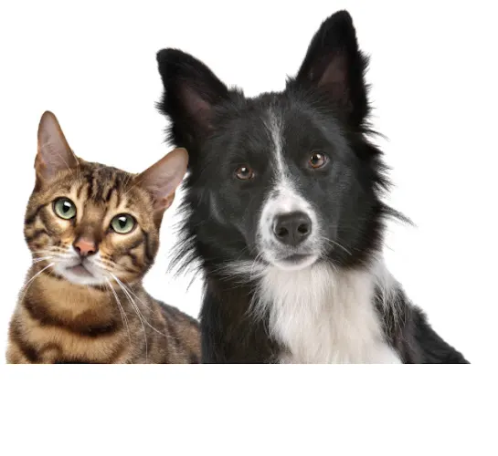 The Roads Mobile Pet Grooming - Image 1