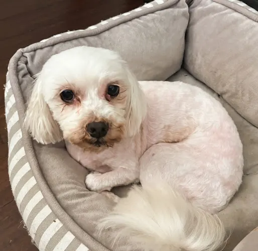 Canis Major Mobile Pet Spa - Image 1