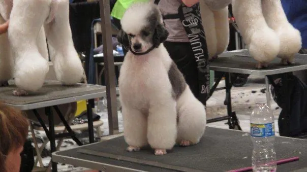 A Purr-fect Paw Mobile Pet Grooming - Image 1