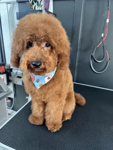 G&A Pet Mobile Grooming - Image 1